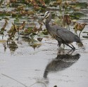 Wildlife\n\nSpear Fishing Anyone?\nSandy Ridge