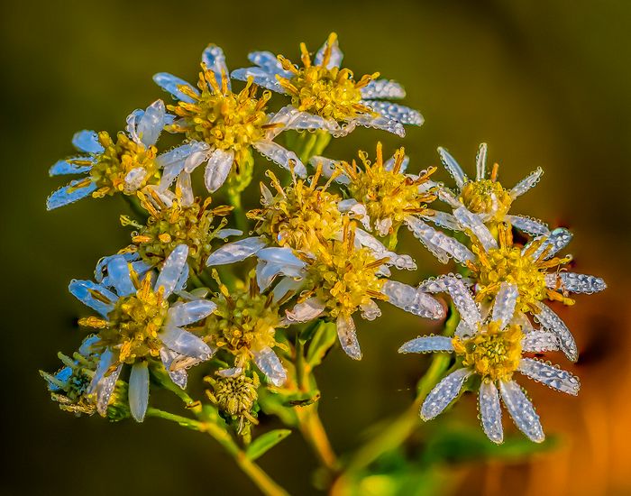 Close-up\n\nMorning Dew on Aster\nCVNP, Pine Hollow