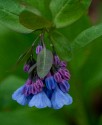 Close-up\n\nBluebell Dress\nMohican State Park