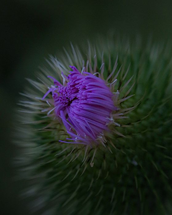 Close-up\n\nBudding\nCVNP, Towpath