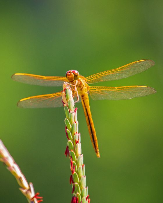 Close-up\n\nDragonfly\nChippokes State Park, VA