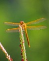 Close-up\n\nDragonfly\nChippokes State Park, VA