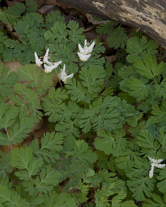 Close-up\n\nDutchman's Breeches\nHinckley Reservation