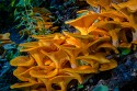 Close-up\n\nFungi Toadstools\nCVNP