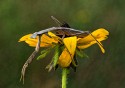 Close-up\n\nMantid with Flower\nBedford Reservation