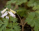 Close-up\n\nSquirrel Corn\nHinckley Reservation