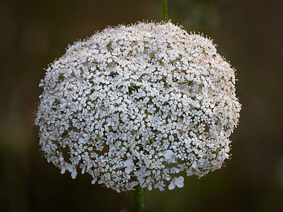 Stacked from 19 images. Method=C (S=4)