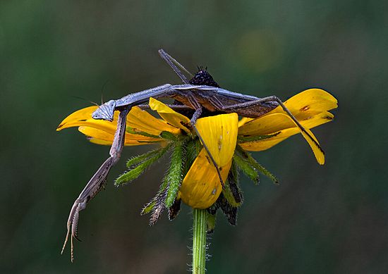 Stacked from 17 images. Method=C (S=4)