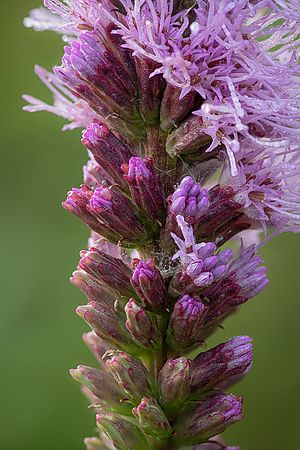 Stacked from 30 images. Method=A (R=8,S=4)