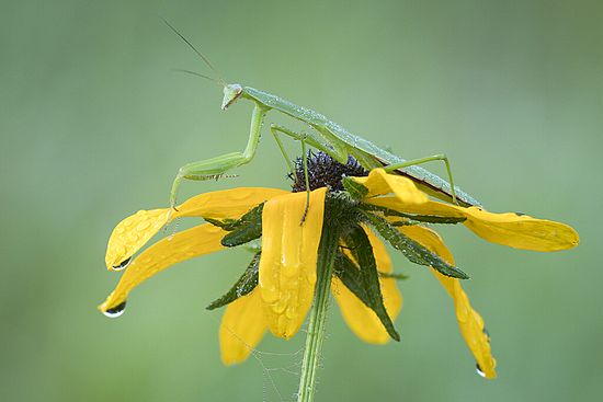 Stacked from 25 images. Method=B (R=8,S=4)