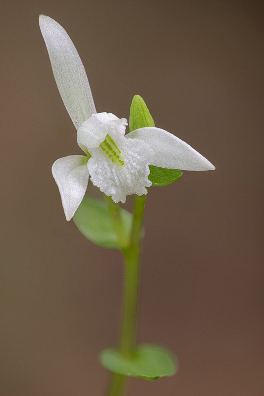 Stacked from 57 images. Method=A (R=7,S=3)