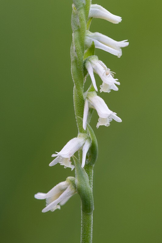 Stacked from 20 images. Method=A (R=7,S=3)