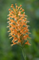 Stacked from 40 images. Method=B (R=7,S=3)