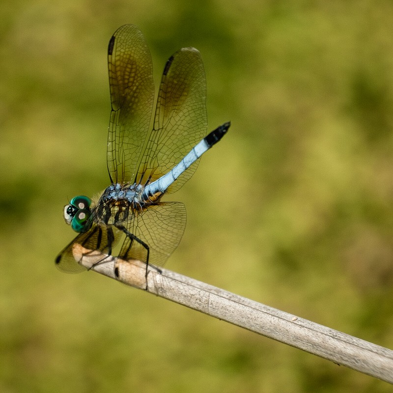 Blue Dasher?