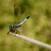 Blue Dasher?