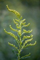 Stacked from 55 images. Method=A (R=7,S=3)