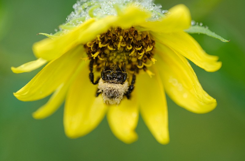 Bee on Sunflower