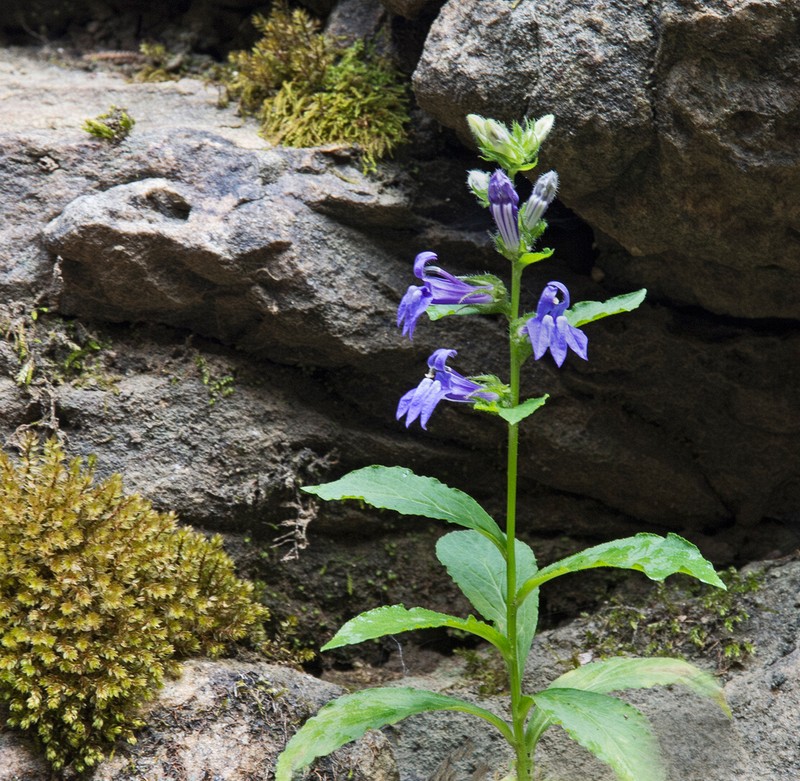 Great Blue Lobelia growing in the rock wall at Falling Water, iconic Frank Lloyd Wright house, Mill Run, PA