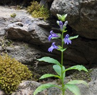 Great Blue Lobelia growing in the rock wall at Falling Water, iconic Frank Lloyd Wright house, Mill Run, PA
