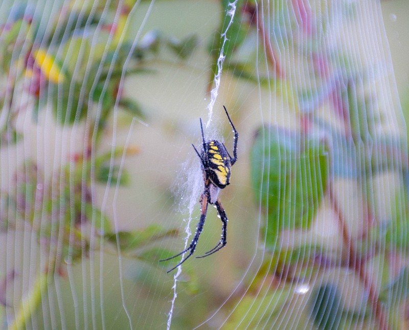 Spider at Kendall Hills Meadown in morning light.