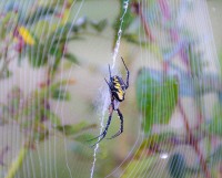 Spider at Kendall Hills Meadown in morning light.