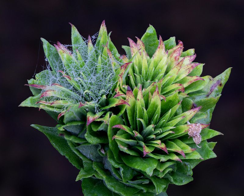 Second Place\n\nMacro\n\nPlant Universe\nBrecksville Reservation