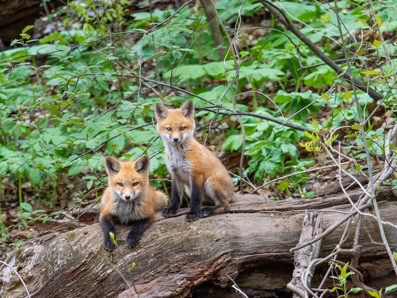 Honorable Mention\n\nWildlife\n\nFox Kits\nPortage Lakes SP