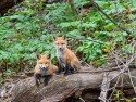 Honorable Mention\n\nWildlife\n\nFox Kits\nPortage Lakes SP