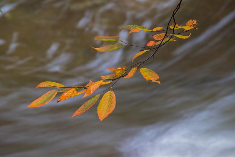 Landscape\n\nBeach Leaves\nBrandywine Gorge