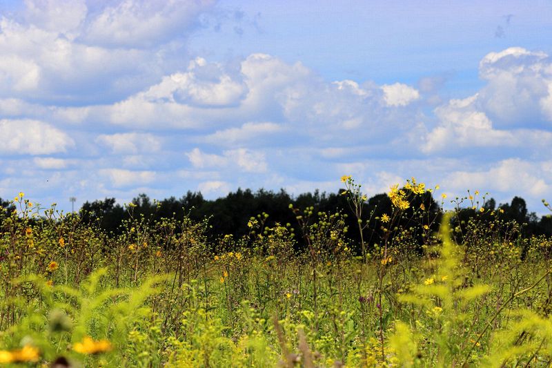 Landscape\n\n\nPrairie\nSpringfield Bog