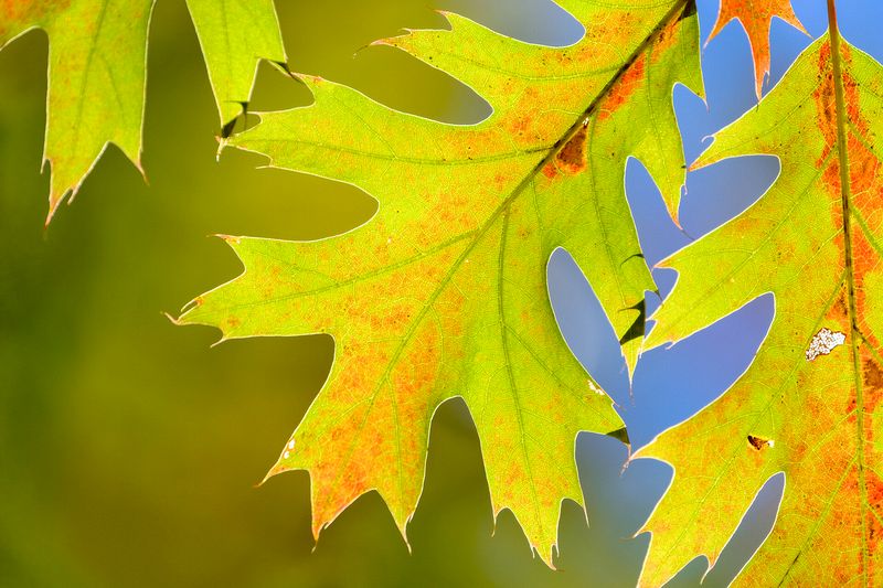 Macro\n\nOak Leaves\nMadeline Island, WI