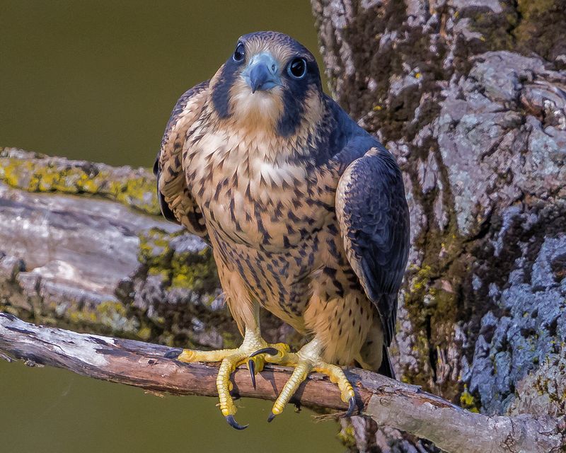 Wildlife\n\nBeauty in the Beast\nRocky River Reservation