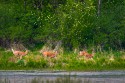 Wildlife\n\nDeer Running\nBath Nature Preserve