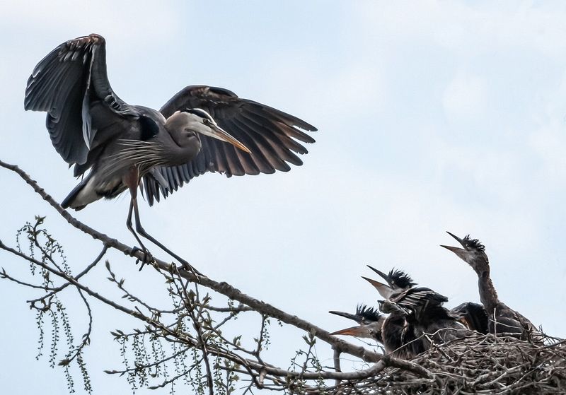 Wildlife\n\nHerons - I'm Home\nBlue Heron Rookery CVNP