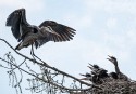 Wildlife\n\nHerons - I'm Home\nBlue Heron Rookery CVNP