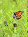 Wildlife\n\nMonarch\nSpringfield Bog