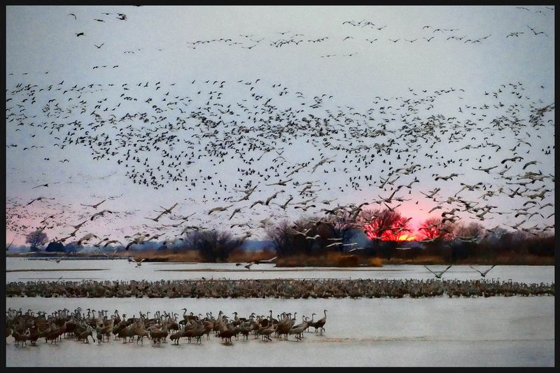 Wildlife\n\nSandhill Crane Migration\nPlatte River, NB