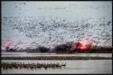 Wildlife\n\nSandhill Crane Migration\nPlatte River, NB