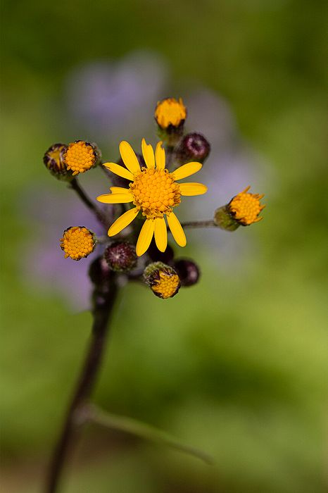 Golden Ragwort CVNP