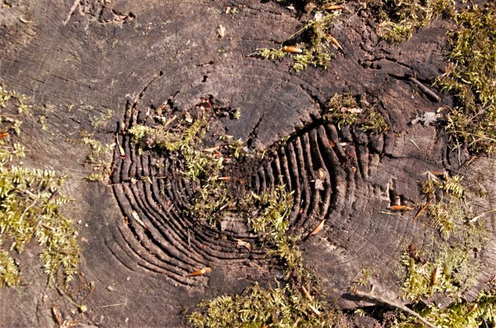 Lifelines on tree trunk