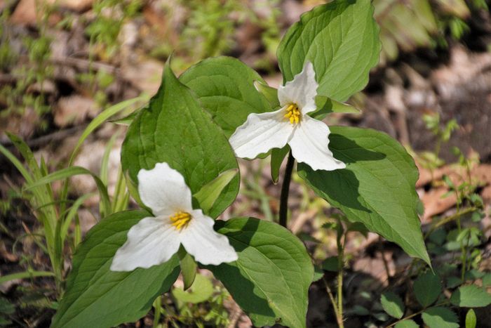 Trillium CVNP