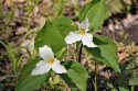 Trillium CVNP