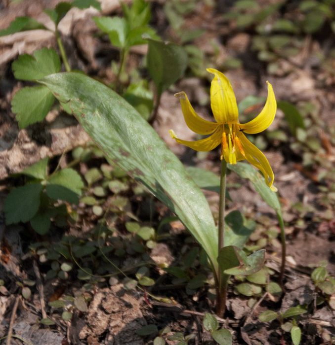 Trout Lily CVNP