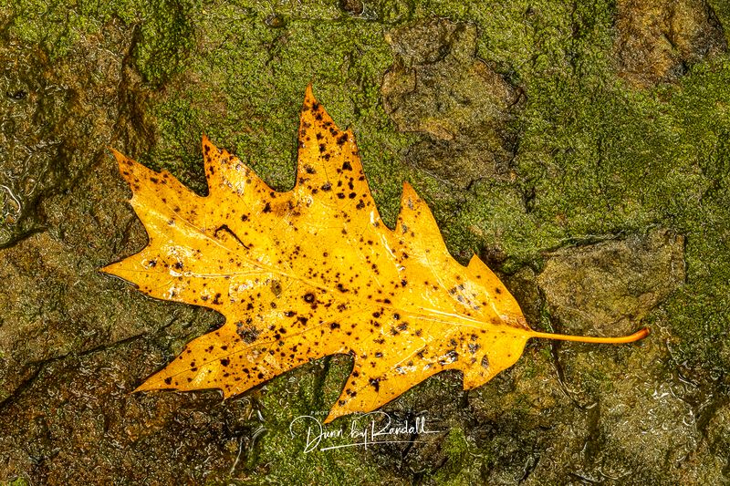 Quarry Rock, Cleveland Metro Parks