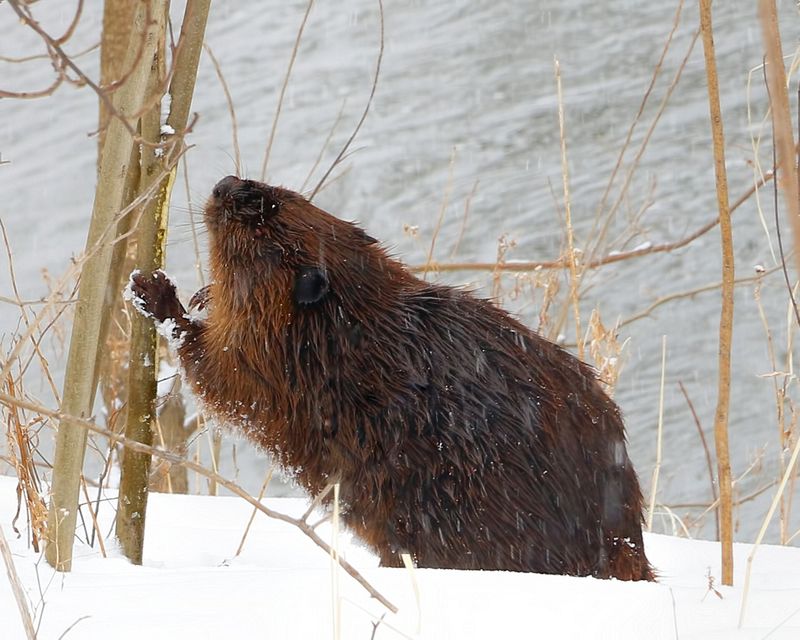 Honorable Mention Cuyahoga Valley National Park\n\nWinter Snack