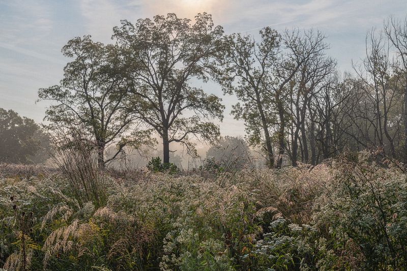 Honorable Mention Landscape\n\nMornining Cascade Valley\n\nCascade Valley Metro Park