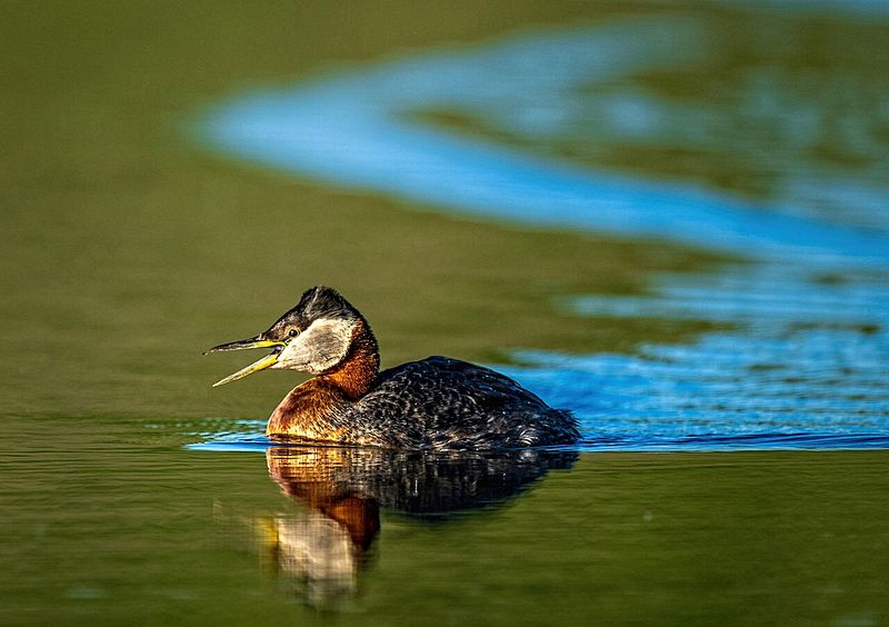 First Place Wildlife\n\nRed Necked Grebe\n\nBering Land Bridge National Preserve
