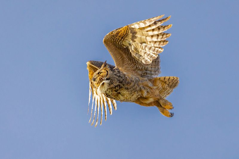 Second Place Wildlife\n\nNot an Angel\n\nBrookside Metropark