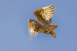 Second Place Wildlife\n\nNot an Angel\n\nBrookside Metropark