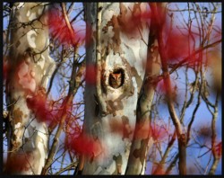 Honorable Mention Wildlife\n\nRed Morph Screech Owl\n\nTowpath near Station Road